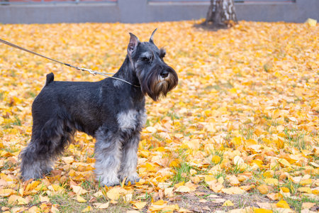 Schnauzer dog with leash standing on yellow autumn leaves in park, natural light, outdoor pet photography concept, seasonal atmosphere. Shared accommodation with pets. Walking dogs in the park.の写真素材