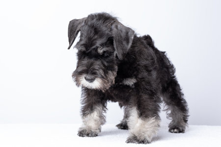 Cute black miniature schnauzer puppy with gray paws standing on white surface, captured in studio style against a clean light background.の写真素材