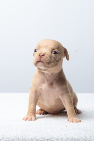 Cute newborn puppy sitting on a soft surface against a plain light background. Tiny beige puppy with blue eyes sitting on white towel. Concept of innocence and new beginnings. taking care of pets.の写真素材