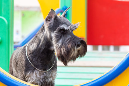 Miniature schnauzer dog with a silver coat and a chain collar on a vibrant playground, surrounded by colorful equipment, pet adventure. The dog is a member of the family. The dog is like a child.の写真素材