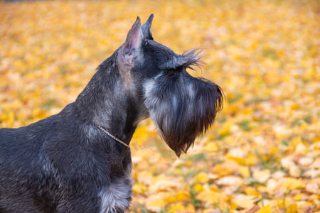 Schnauzer dog in profile view, realistic photo style, on a blurred background of fallen yellow leaves, concept of autumn pet portrait. A dog on a walk against the background of autumn foliage.の写真素材