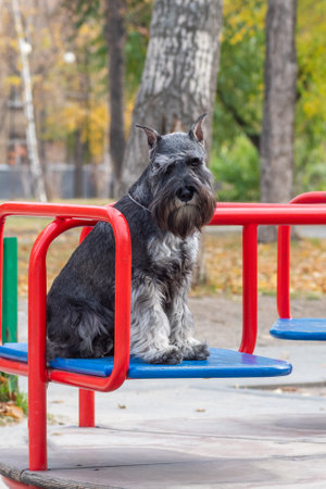 Schnauzer dog sits on colorful metal playground equipment in a park with fallen leaves, showcasing urban pet lifestyle.の写真素材