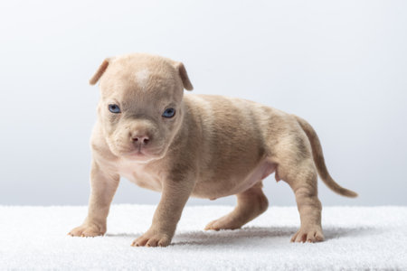 brown puppy walking on white surface with soft gray background. Small brown puppy walking on soft white surface. Concept of innocence and growth. taking care of petsの写真素材