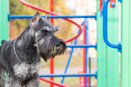 Schnauzer dog standing confidently on a multicolored playground ramp, natural daylight, outdoor urban pet lifestyle concept. Shared accommodation with pets. The dog is a member of the family.の写真素材