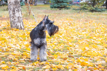 Portrait of a gray-and-white Schnauzer puppy. Schnauzer dog with leash standing on yellow autumn leaves in park, seasonal atmosphere. dog training in the park. Practicing dog commands.の写真素材