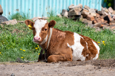 Brown-and-white calf resting on dirt, with grass, dandelions, and rubble in the background. Rural farm conceptの写真素材