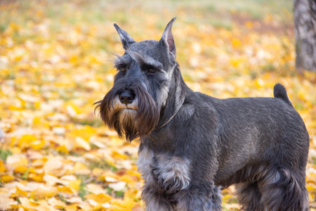 Schnauzer dog in profile view, realistic photo style, on a blurred background of fallen yellow...