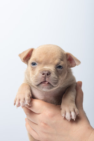 Cute sleepy puppy held gently in hand on white background close-up photo. Adorable small tan puppy with eyes closed being gently held in human hands, concept of tenderness. taking care of pets.の写真素材