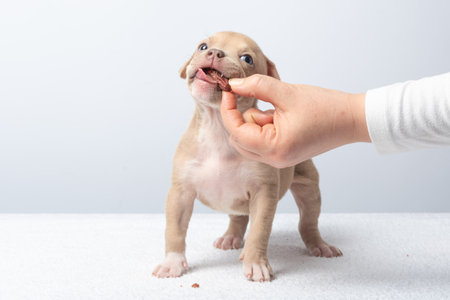 Adorable light brown puppy taking treat from hand on white background. Cute light brown puppy being fed a treat by hand on white background, concept of pet care and training.の写真素材