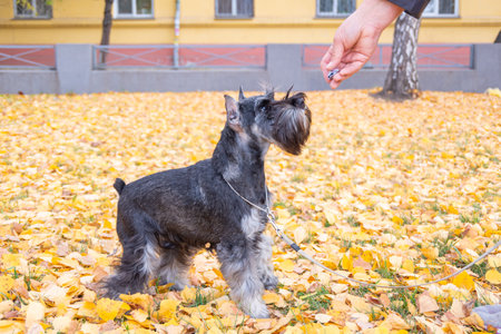 Schnauzer dog with leash standing on yellow autumn leaves in park, outdoor pet photography concept, seasonal atmosphere. Shared accommodation with pets. Walking dogs in the park.の写真素材