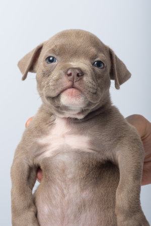 Cute puppy being held upright with eyes closed on white background. Adorable brown puppy held upright by hand, concept of innocence and pets, pet care.の写真素材
