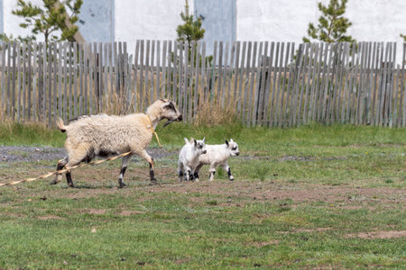 Portrait of a white rustic domestic goat with a kid on the lawn in the yard. A family of goats.