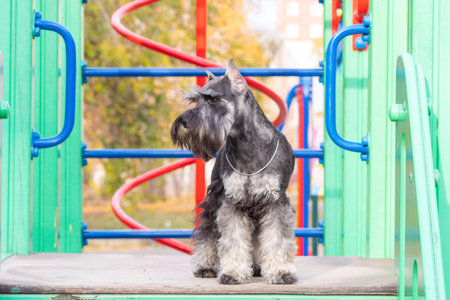 Schnauzer dog standing confidently on a multicolored playground ramp, natural daylight, outdoor urban pet lifestyle concept. Shared accommodation with pets. The dog is a member of the familyの写真素材