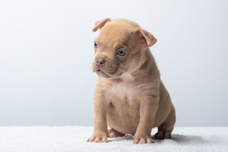 Cute brown puppy sitting and looking up on white background, front view close-up. Adorable brown puppy sitting and gazing upward. Concept of innocence, curiosity, and pets, taking care of pets.の写真素材