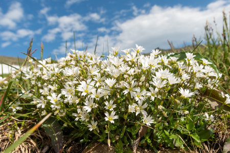 Blooming white wildflowers growing in a grassy field, natural photography style, with blue sky and clouds in the background, concept of spring nature.の写真素材