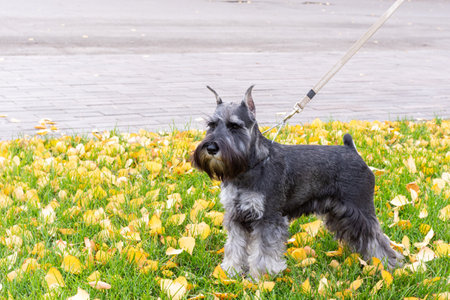 Schnauzer dog with leash standing on yellow autumn leaves in park, natural light, outdoor pet photography concept, seasonal atmosphere. Shared accommodation with pets. Walking dogs in the park.の写真素材