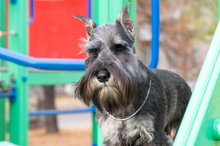 Miniature schnauzer dog with a silver coat and a chain collar on a vibrant playground, surrounded by colorful equipment, pet adventure. The dog is a member of the family. The dog is like a child.の写真素材