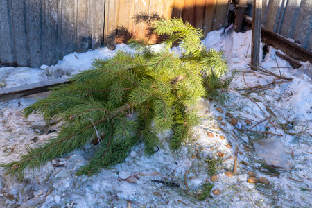 Christmas trees thrown into the trash after the end of the holiday. Tree processing. Environment protection. forest protectionの写真素材