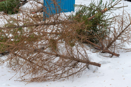Christmas trees thrown into the trash after the end of the holiday. Tree processing. Environment protection. forest protectionの写真素材