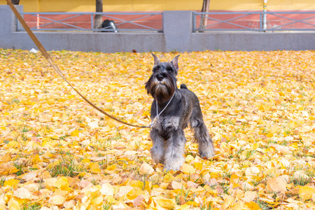 Black and gray miniature schnauzer on leash standing alert in a park filled with yellow autumn leaves, captured in a natural outdoor setting.の写真素材