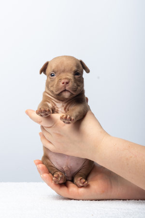 Close-up of brown puppy being gently held in doctor's hands on light background. Small brown puppy with blue eyes held in hands, concept of care, innocence, and tenderness, taking care of pets.の写真素材