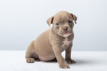 Cute brown puppy walking forward on soft surface against white background. taking care of pets. Adorable brown puppy on a soft clean white background.の写真素材