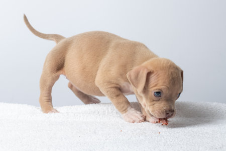 puppy with blue eyes chews on a treat while playfully crouched on a white towel, captured in a bright studio setting, concept of cuteness. taking care of dogs. Feeding dogs.の写真素材