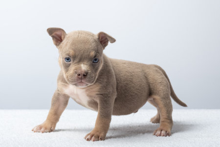 brown puppy walking on white surface with soft gray background. Small brown puppy walking on soft...