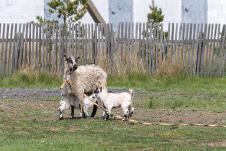 Adult goat with two young kids on grassy farmyard with wooden fence in background, natural rural...