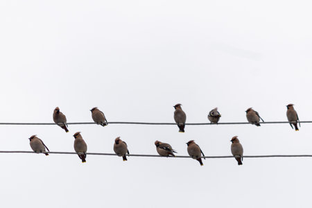 Group of small birds is perched on a power line against a cloudy sky, displaying various postures...