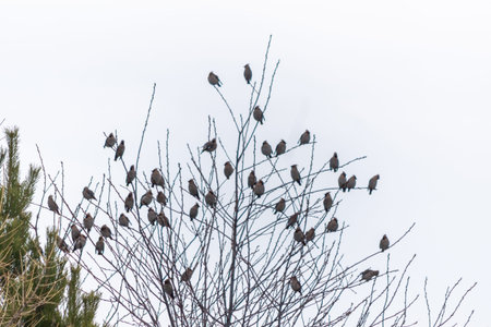 Flock of small birds perched on the branches of coniferous and deciduous trees against a cloudy sky, showcasing their natural habitat during a calm day in a forested area with minimal foliage.の写真素材