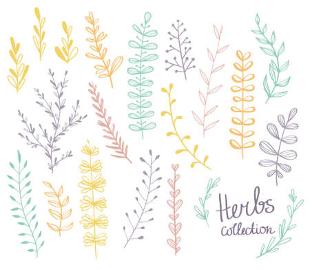 Vector herbs set. Colorful floral collection with leaves. Spring or summer design for invitation, wedding or greeting cardsのイラスト素材