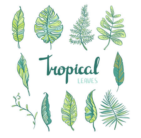 Set of  tropical leaves isolated on white background. Vector illustrationのイラスト素材