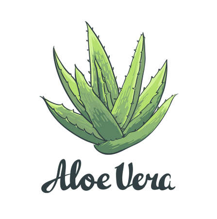 Natural Vector Aloe vera illustration isolated object.のイラスト素材