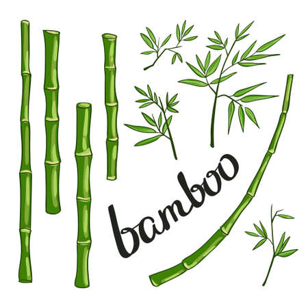 Bamboo green vector illustrationのイラスト素材