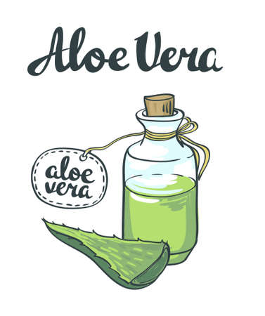 Natural Vector Aloe vera illustration isolated objectsのイラスト素材