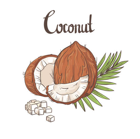 Coconut background. illustration.のイラスト素材