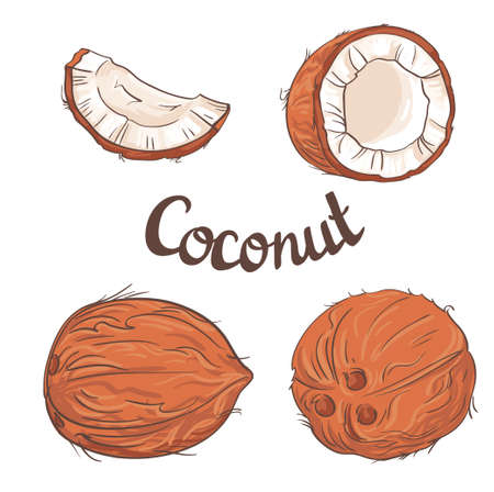 Coconut set - the whole nut,  a coco segment and pulp of a coco.のイラスト素材