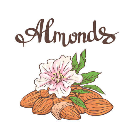 Almonds with kernels, leaves and flower.のイラスト素材