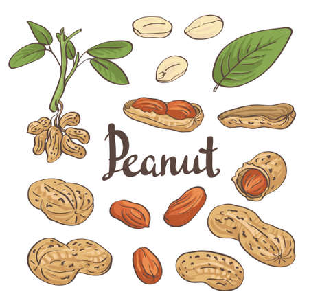 Peanuts, kernels and leaves. Vector illustration.のイラスト素材