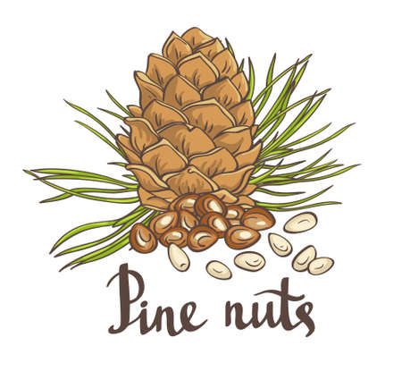 Pine nuts and pine cones. Hand drawn vector illustration. Isolated objects on the white background.のイラスト素材