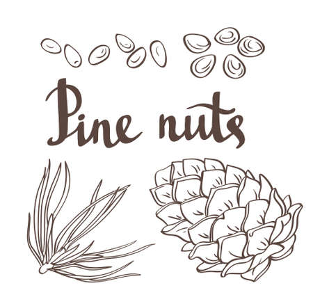 Pine nuts and pine cones. Hand drawn vector illustration. Isolated objects on the white background.のイラスト素材