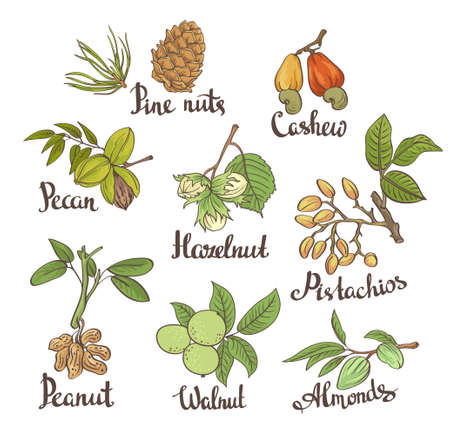 Vector set of hand sketched nuts on white background with leaves  in hand drawn style: hazelnut, almonds, peanuts, walnut, cashew, pine nut, pistachios, pecan. Botanical vector illustration.のイラスト素材