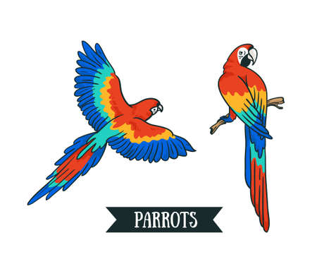 Ara parrot Isolated vector tropical design element. Tropical birds on the white background.