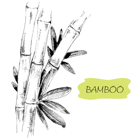 Bamboo. Stems and leaves. Hand drawn graphic illustration.のイラスト素材