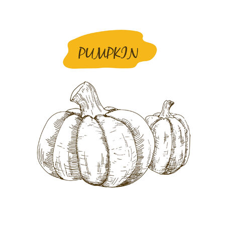 Pumpkin. Set of hand drawn graphic illustrationsのイラスト素材