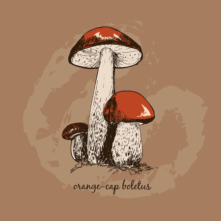 Orange-cap boletus. Hand drawn grahpic illustrationのイラスト素材