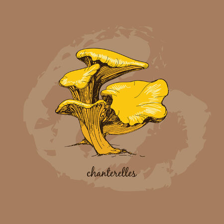 Chanterelles. Group of mushrooms. Hand drawn graphic illustrationのイラスト素材