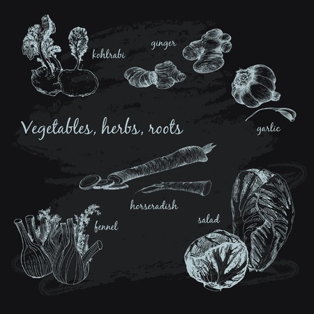 Vegetables, herb and roots.のイラスト素材