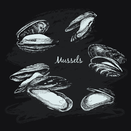 Mussels sketch illustrationのイラスト素材